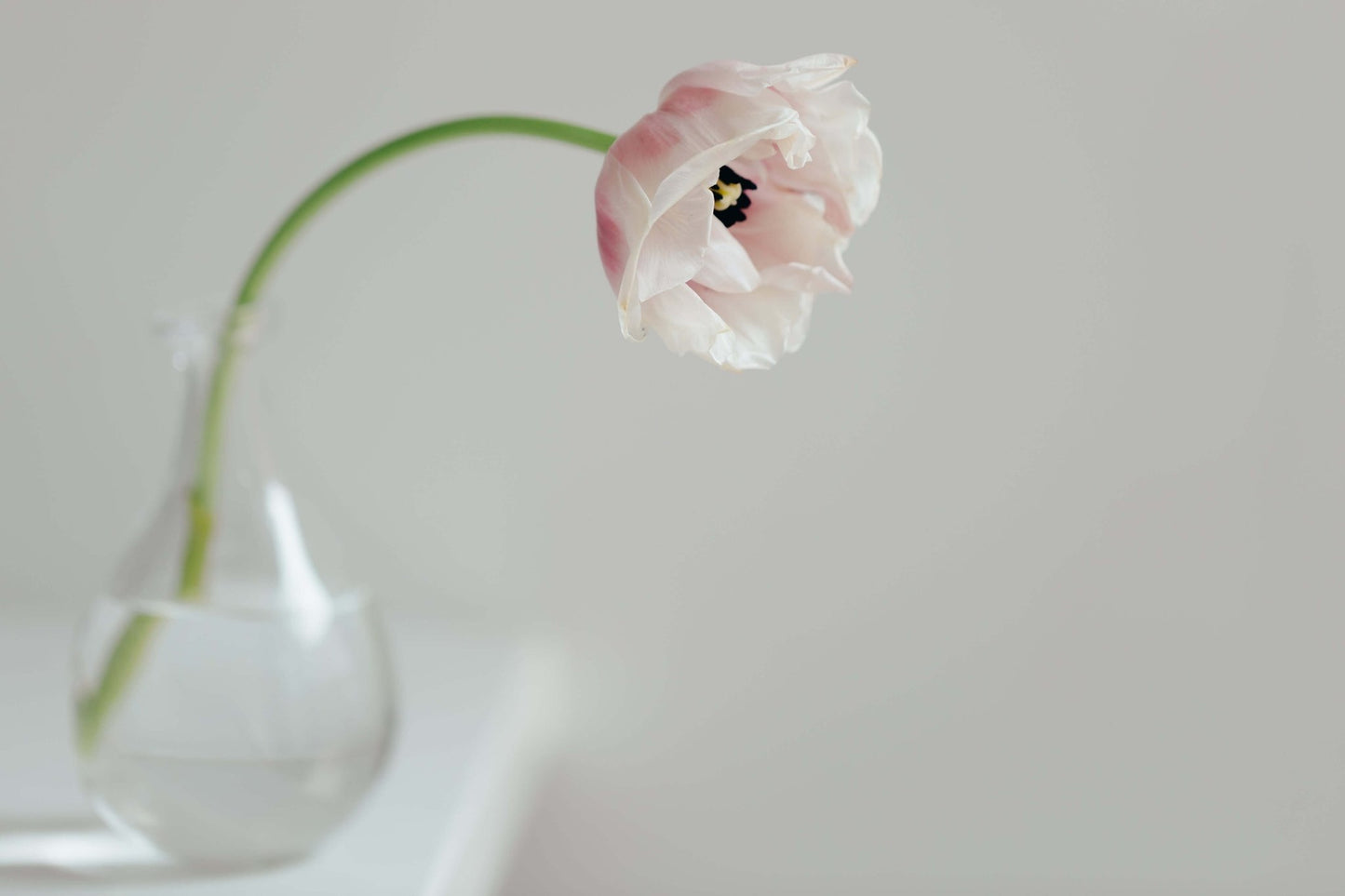Cream Tulip on White Shelf Photo - Gold UK Store