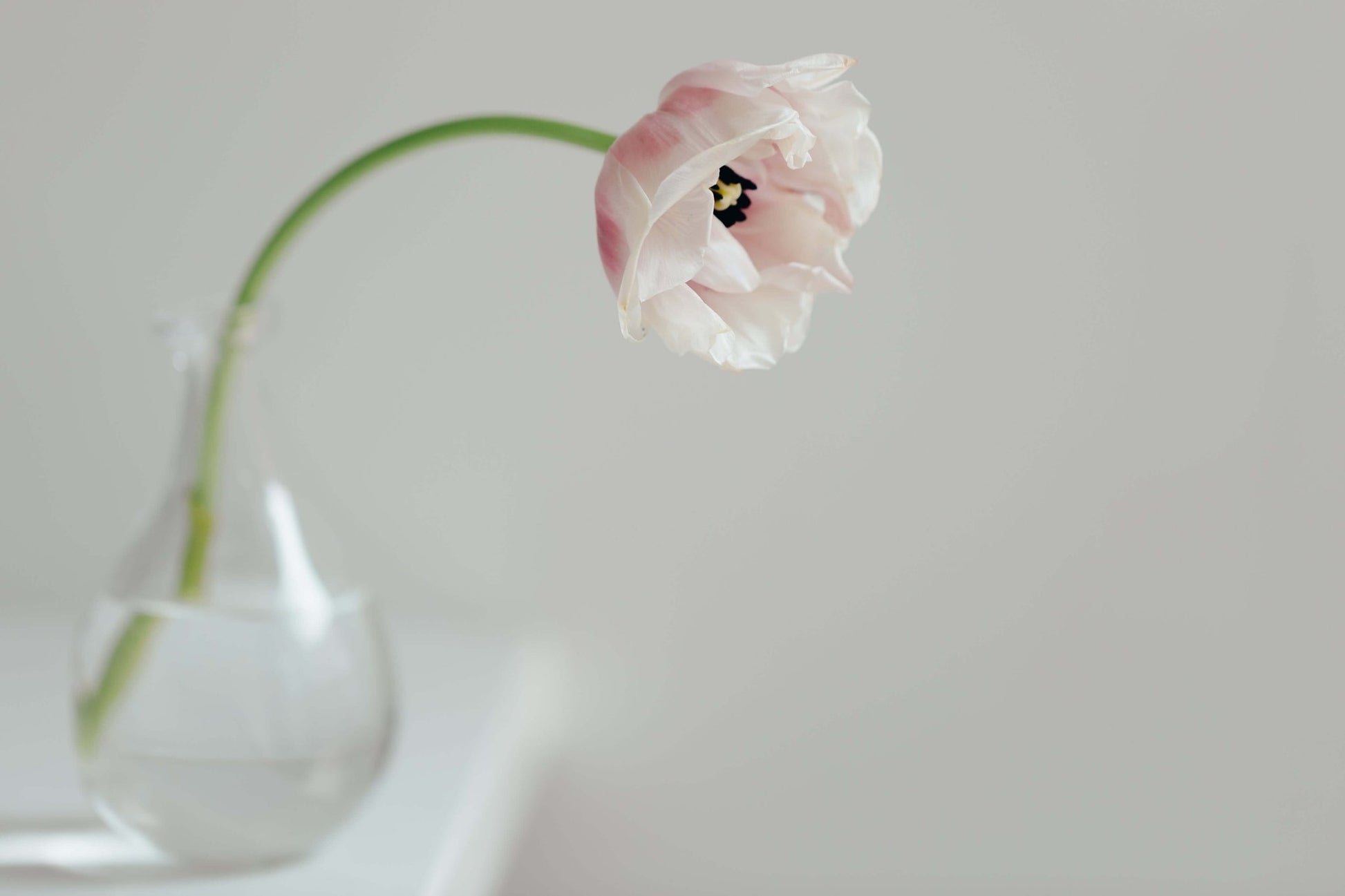 Cream Tulip on White Shelf Photo - Gold UK Store