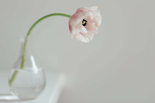 Cream Tulip on White Shelf Photo - Gold UK Store