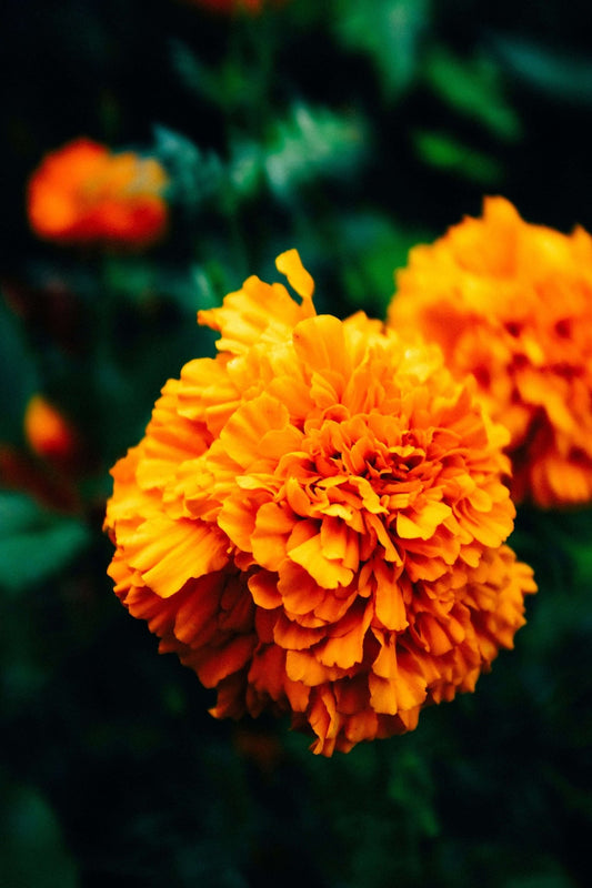 Orange Marigold with Green Leaves Photo - Gold UK Store