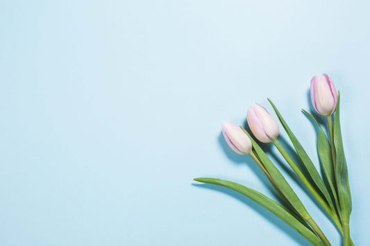 Tulips on Bright Blue Photo - Gold UK Store